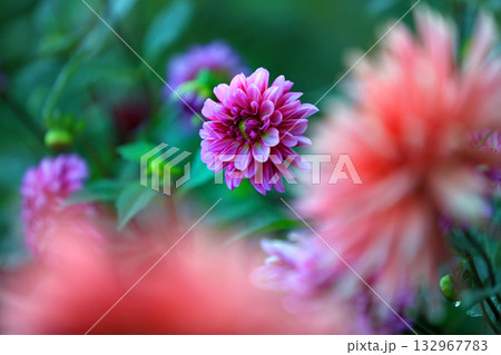 美しいダリアの花 美しいダリアの花 132967783