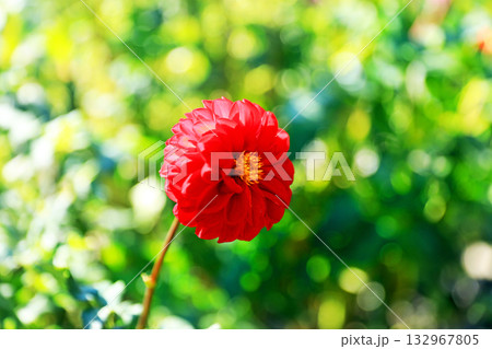 美しいダリアの花 132967805