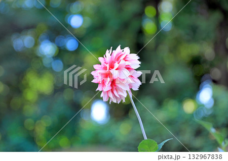 美しいダリアの花 132967838