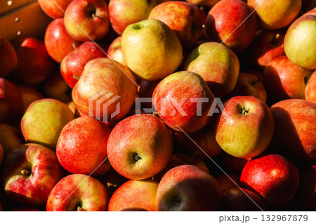 Freshly harvested red and yellow apples in sunlight during autumn harvest season 132967879