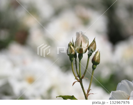 白いバラ　アイスバーグ　つぼみ 132967976