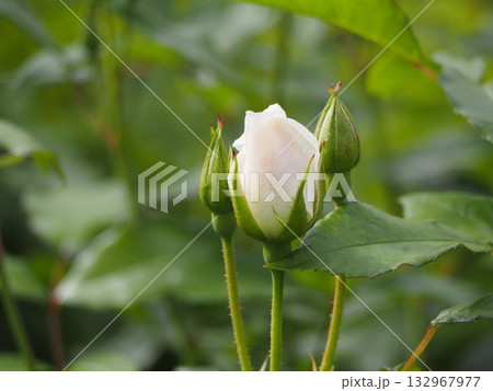 白いバラ　アイスバーグ　つぼみ 132967977