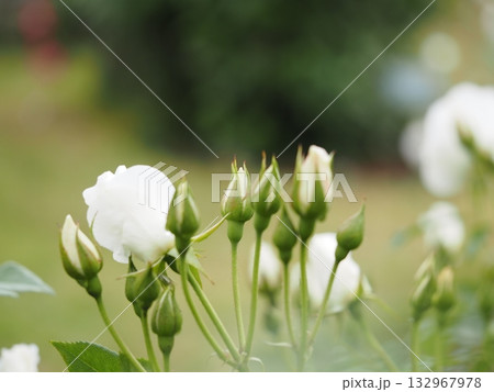 白いバラ アイスバーグ つぼみ 白いバラ アイスバーグ つぼみ 132967978