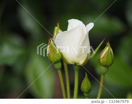 白いバラ　アイスバーグ　つぼみ 132967979