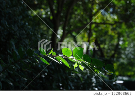 無人 植物 工場 132968665