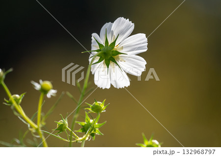 岸辺のコスモス 132968797