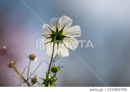 岸辺のコスモス 岸辺のコスモス 132968799