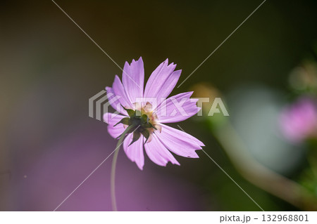 岸辺のコスモス 132968801