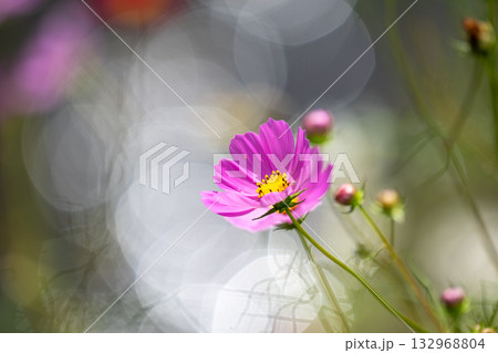 岸辺のコスモス 岸辺のコスモス 132968804