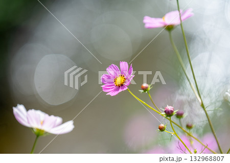 岸辺のコスモス 岸辺のコスモス 132968807
