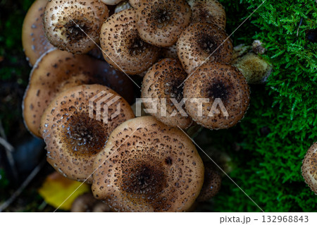 Top view macro of clustered brown forest mushrooms beside vivid green moss 132968843