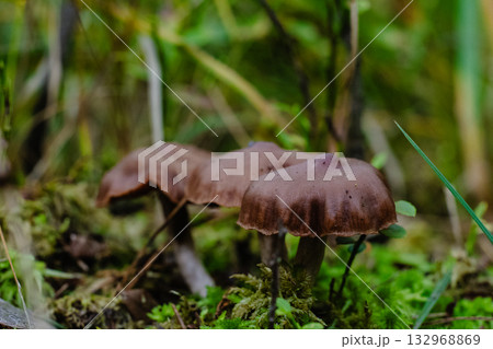 Ground level trio of brown forest mushrooms on moss with dreamy bokeh 132968869