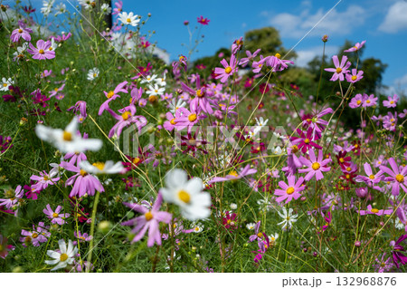 岸辺のコスモス 132968876