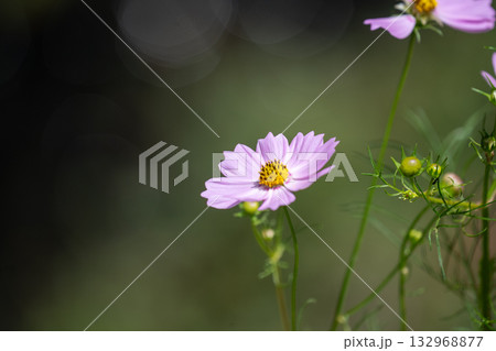 岸辺のコスモス 岸辺のコスモス 132968877