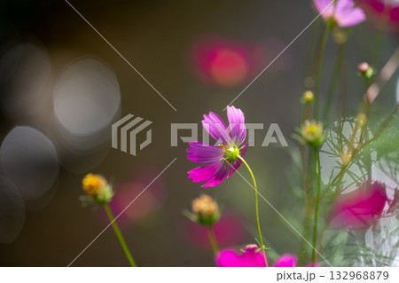 岸辺のコスモス 132968879