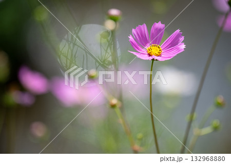 岸辺のコスモス 132968880