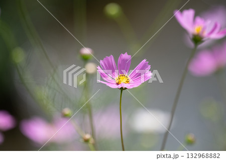 岸辺のコスモス 132968882