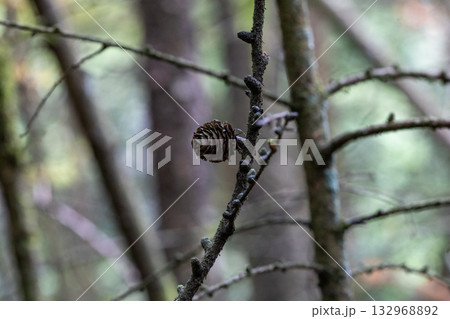 Solitary larch cone on mossy branch in misty forest bokeh Solitary larch cone on mossy branch in misty forest bokeh 132968892