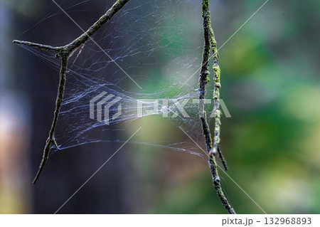 Delicate spiderweb stretched between lichen branches with soft forest bokeh background Delicate spiderweb stretched between lichen branches with soft forest bokeh background 132968893