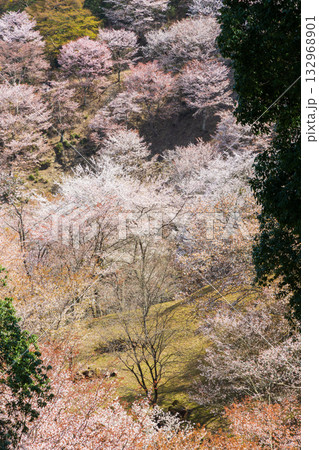 春の奈良　日本一の桜の名所　吉野山上千本　　 132968901