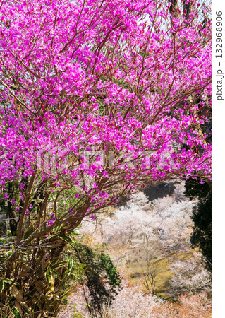 春の奈良 日本一の桜の名所 吉野山上千本 春の奈良 日本一の桜の名所 吉野山上千本 132968906