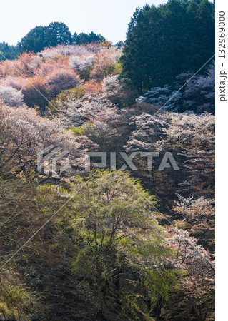 春の奈良 日本一の桜の名所 吉野山上千本 滝桜 春の奈良 日本一の桜の名所 吉野山上千本 滝桜 132969000