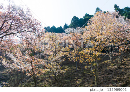 春の奈良 日本一の桜の名所 吉野山上千本 滝桜 春の奈良 日本一の桜の名所 吉野山上千本 滝桜 132969001