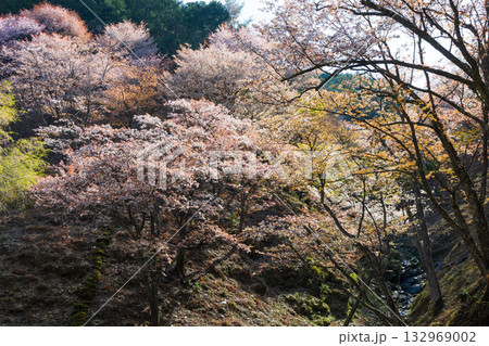 春の奈良　日本一の桜の名所　吉野山上千本　滝桜 132969002