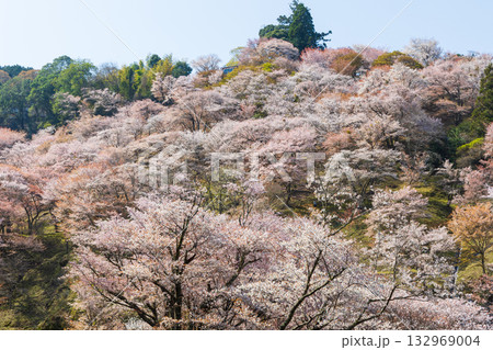 春の奈良 日本一の桜の名所 吉野山上千本 滝桜 春の奈良 日本一の桜の名所 吉野山上千本 滝桜 132969004