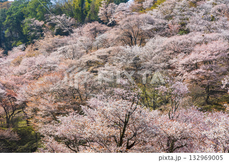 春の奈良　日本一の桜の名所　吉野山上千本　滝桜 132969005
