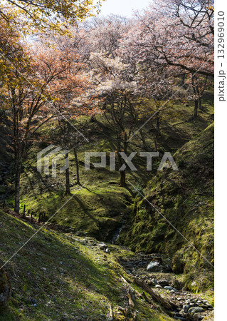 春の奈良 日本一の桜の名所 吉野山上千本 滝桜 春の奈良 日本一の桜の名所 吉野山上千本 滝桜 132969010