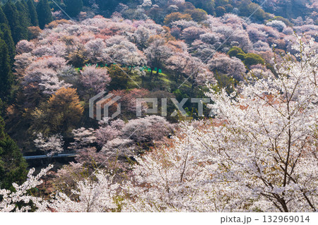 春の奈良 日本一の桜の名所 吉野山上千本 滝桜 春の奈良 日本一の桜の名所 吉野山上千本 滝桜 132969014