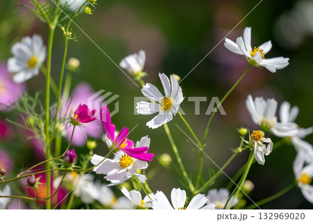 岸辺のコスモス 132969020