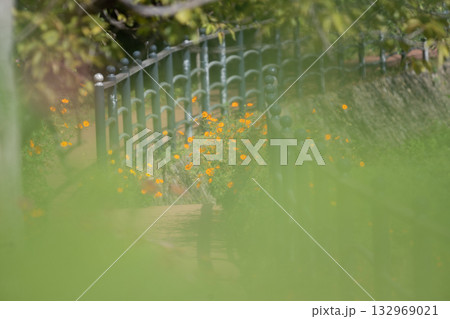 岸辺のコスモス 132969021