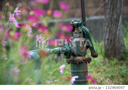 岸辺のコスモス 岸辺のコスモス 132969097