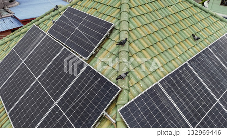 Solar Panel, Pigeon, Bird, Damaged, Solar Energy Solar Panel, Pigeon, Bird, Damaged, Solar Energy 132969446