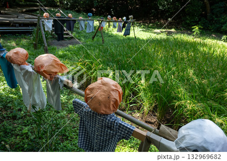 カカシ カカシ 132969682