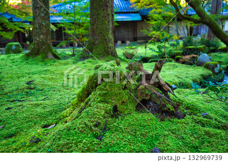 紅葉と静寂に包まれた旧家と庭 132969739