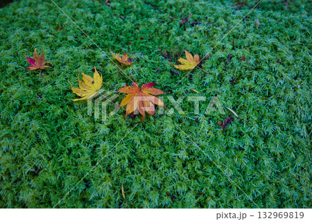紅葉と静寂に包まれた旧家と庭 132969819