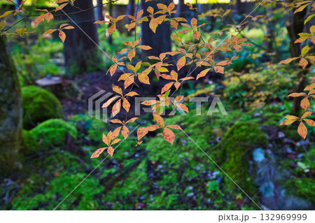 紅葉と静寂に包まれた旧家と庭 132969999