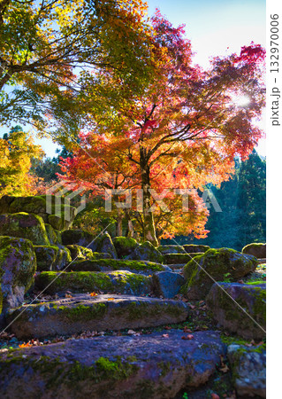 紅葉と静寂に包まれた旧家と庭 紅葉と静寂に包まれた旧家と庭 132970006