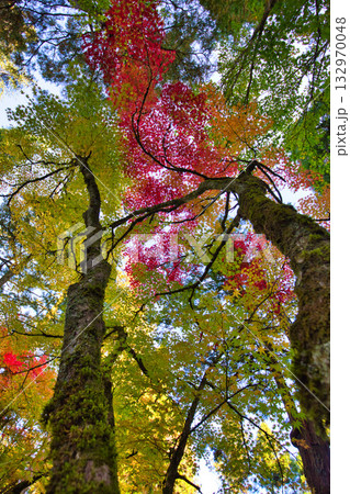 紅葉と静寂に包まれた旧家と庭 紅葉と静寂に包まれた旧家と庭 132970048