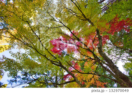 紅葉と静寂に包まれた旧家と庭 紅葉と静寂に包まれた旧家と庭 132970049