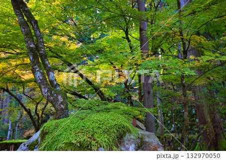 紅葉と静寂に包まれた旧家と庭 紅葉と静寂に包まれた旧家と庭 132970050