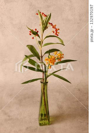 アスクレピアスの花二色 132970197