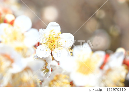 満開の梅の花 満開の梅の花 132970510