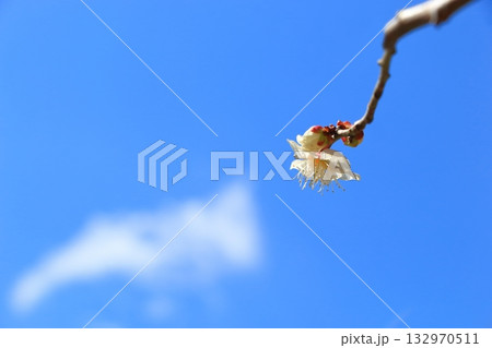 梅の花一輪咲く 梅の花一輪咲く 132970511