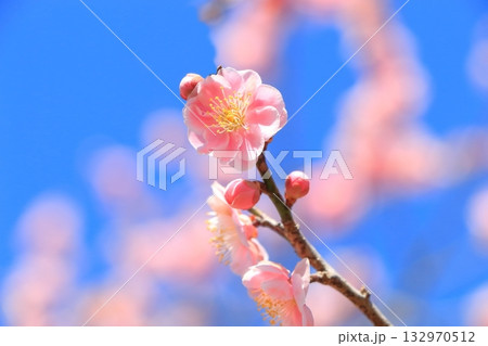 青空に咲く紅梅の花 青空に咲く紅梅の花 132970512
