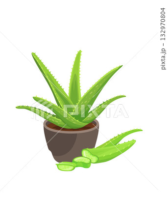 Aloe with aloe slice stock illustration Aloe with aloe slice stock illustration 132970804