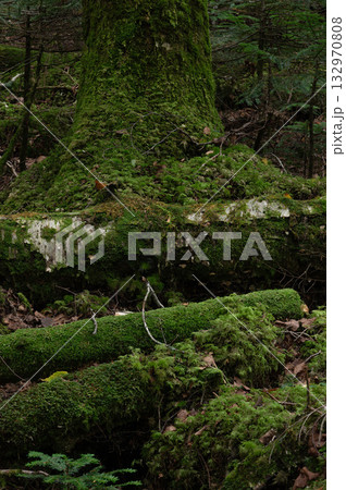 苔に覆われた倒木が重なる亜高山の森 132970808